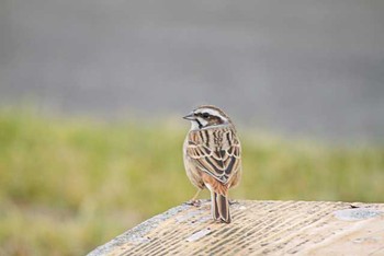 Sat, 2/13/2016 Birding report at Watarase Yusuichi (Wetland)