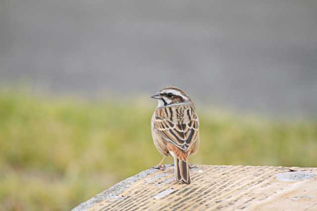 Meadow Bunting