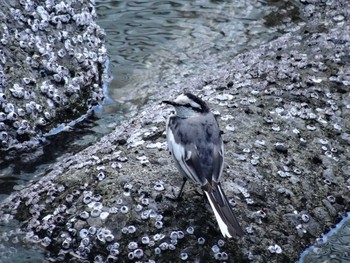 White Wagtail 高浜運河　落水橋～御楯橋 Sun, 3/15/2020