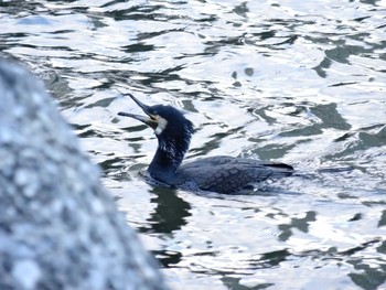 Great Cormorant 高浜運河　落水橋～御楯橋 Sun, 3/15/2020