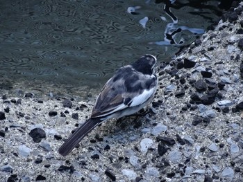 White Wagtail 高浜運河　落水橋～御楯橋 Sun, 3/15/2020