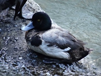 Greater Scaup 高浜運河　落水橋～御楯橋 Sun, 3/15/2020