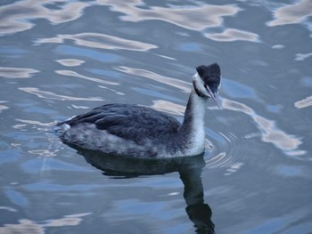 Great Crested Grebe 高浜運河　落水橋～御楯橋 Sun, 3/15/2020