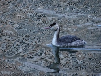 Great Crested Grebe 高浜運河　落水橋～御楯橋 Sun, 3/15/2020