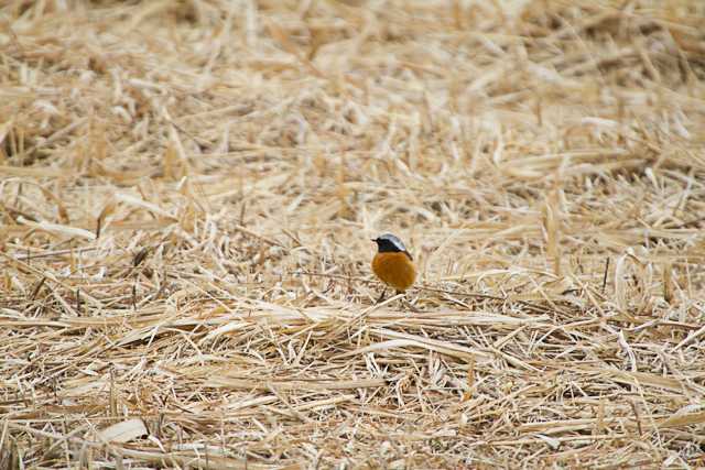 Daurian Redstart