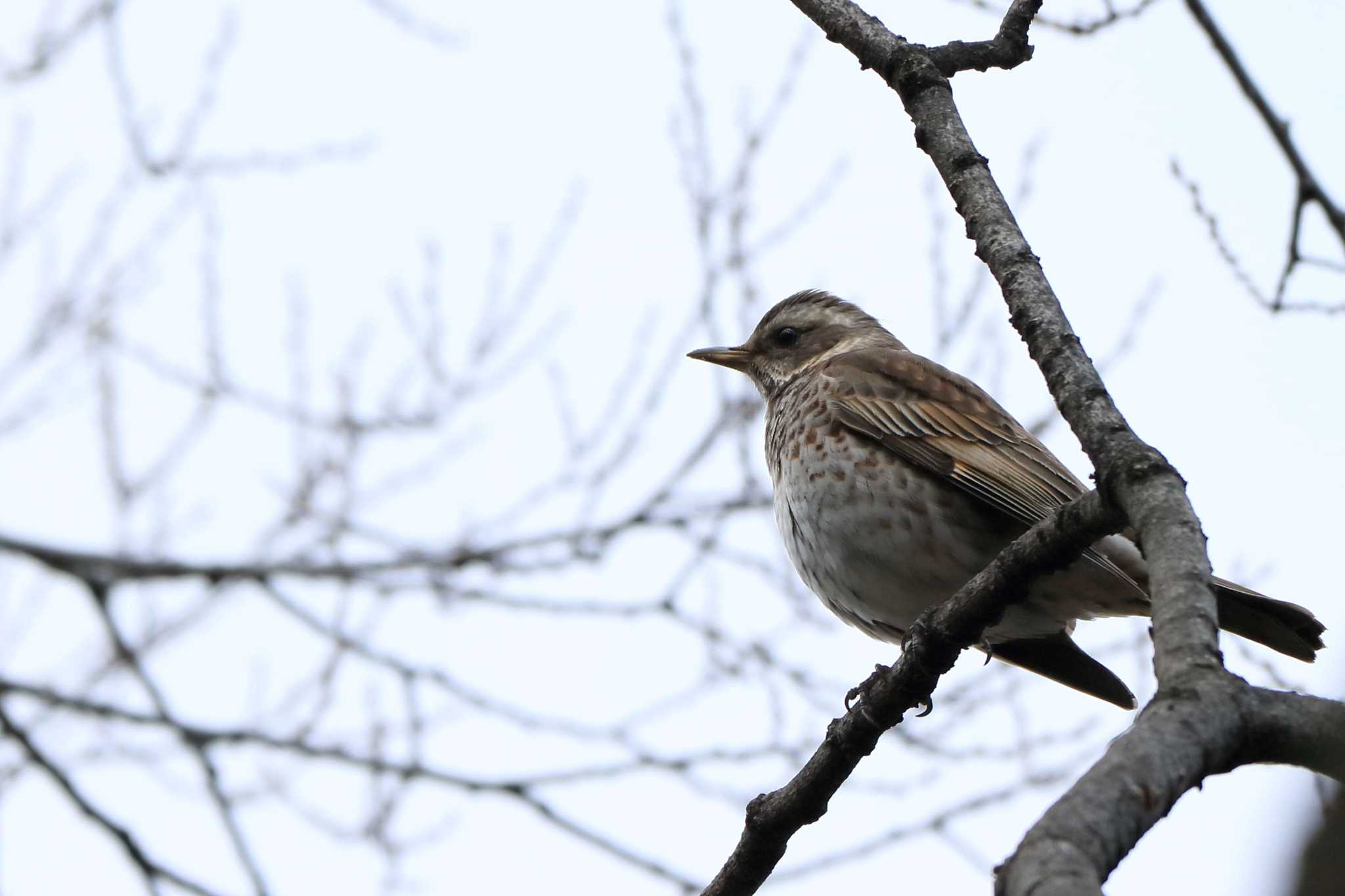 Brown-eared Bulbul