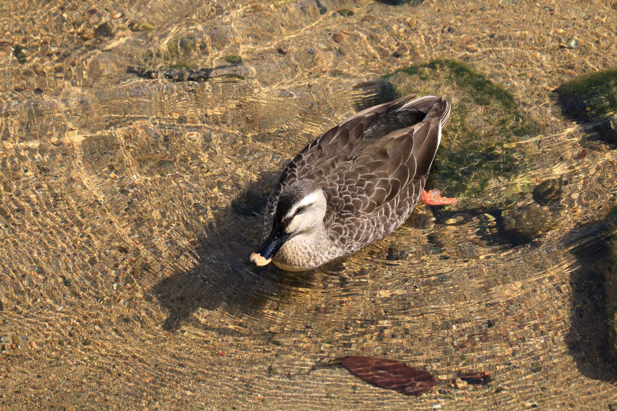 Eastern Spot-billed Duck