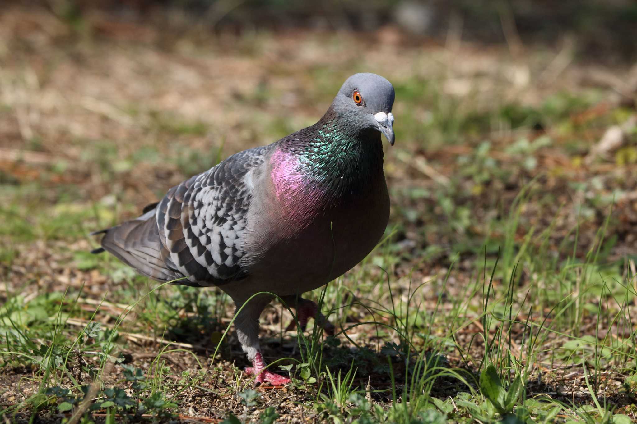 Rock Dove