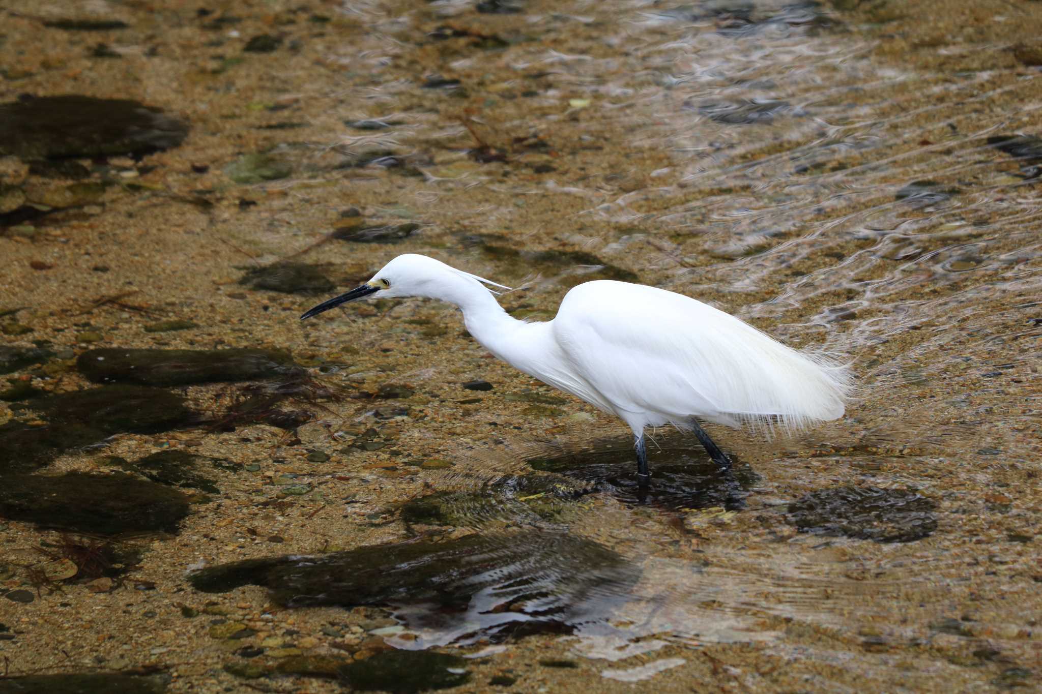 Little Egret