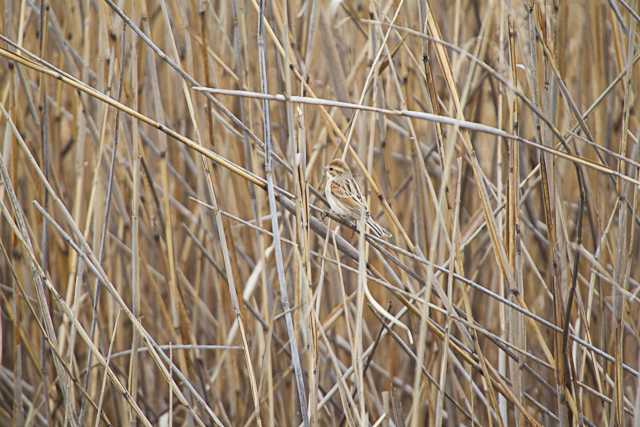 Common Reed Bunting