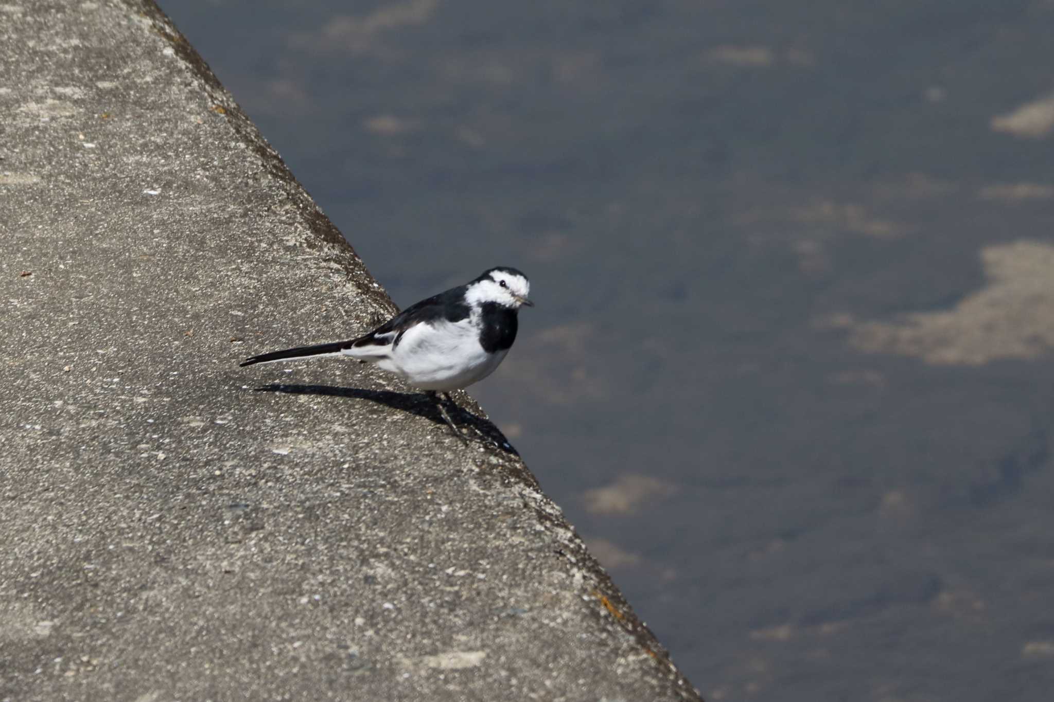 White Wagtail