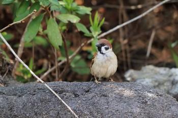 2020年3月15日(日) 夙川河川敷緑地(夙川公園)の野鳥観察記録