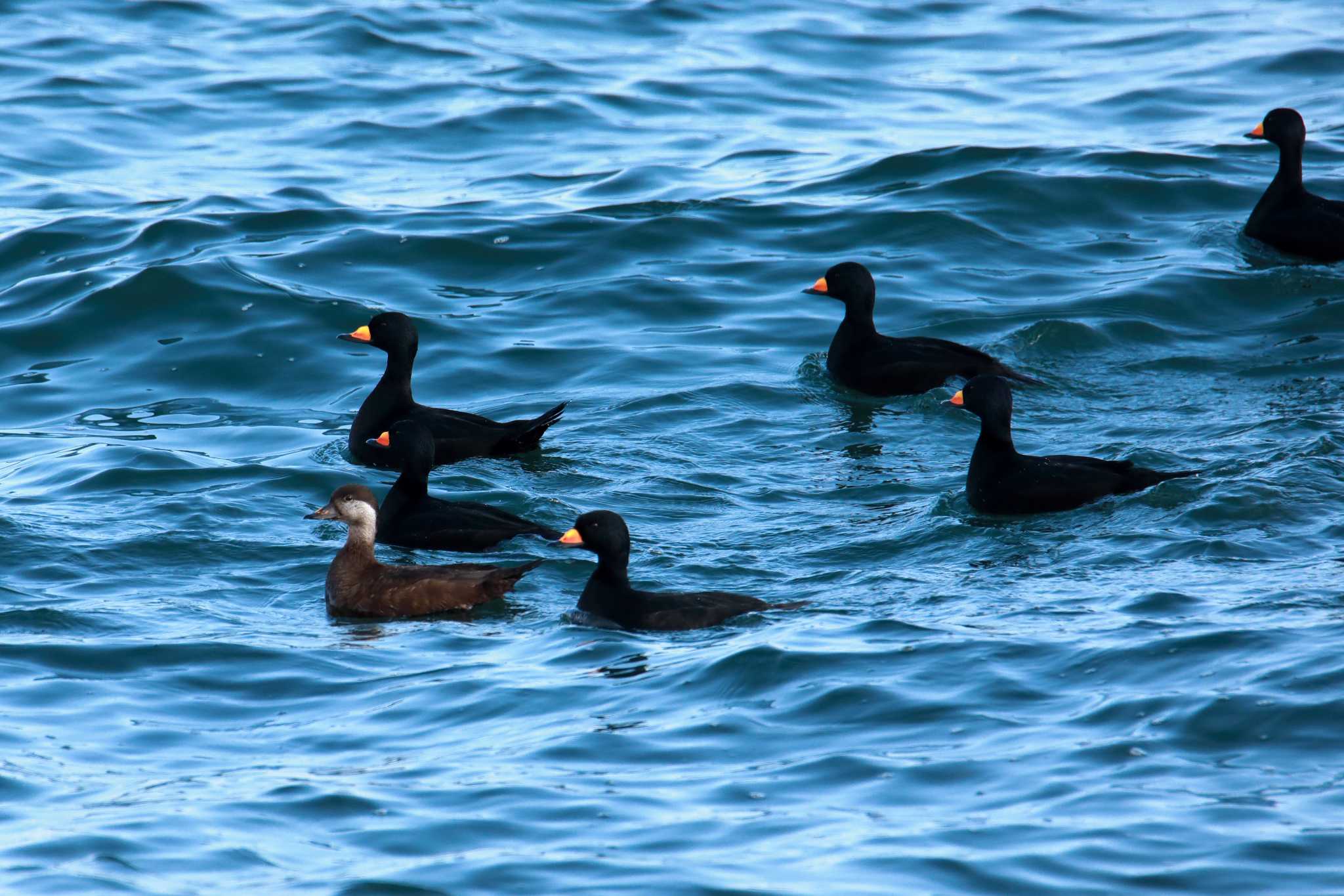 Photo of Black Scoter at Notsuke Peninsula by Kat Suzuki