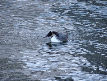 Great Crested Grebe 高浜運河　落水橋～御楯橋 Sun, 3/15/2020