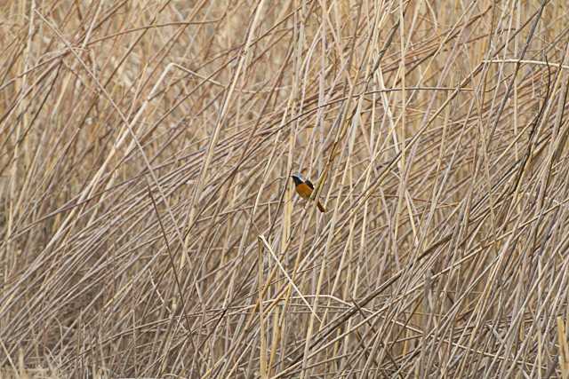 Photo of Daurian Redstart at Watarase Yusuichi (Wetland) by natoto