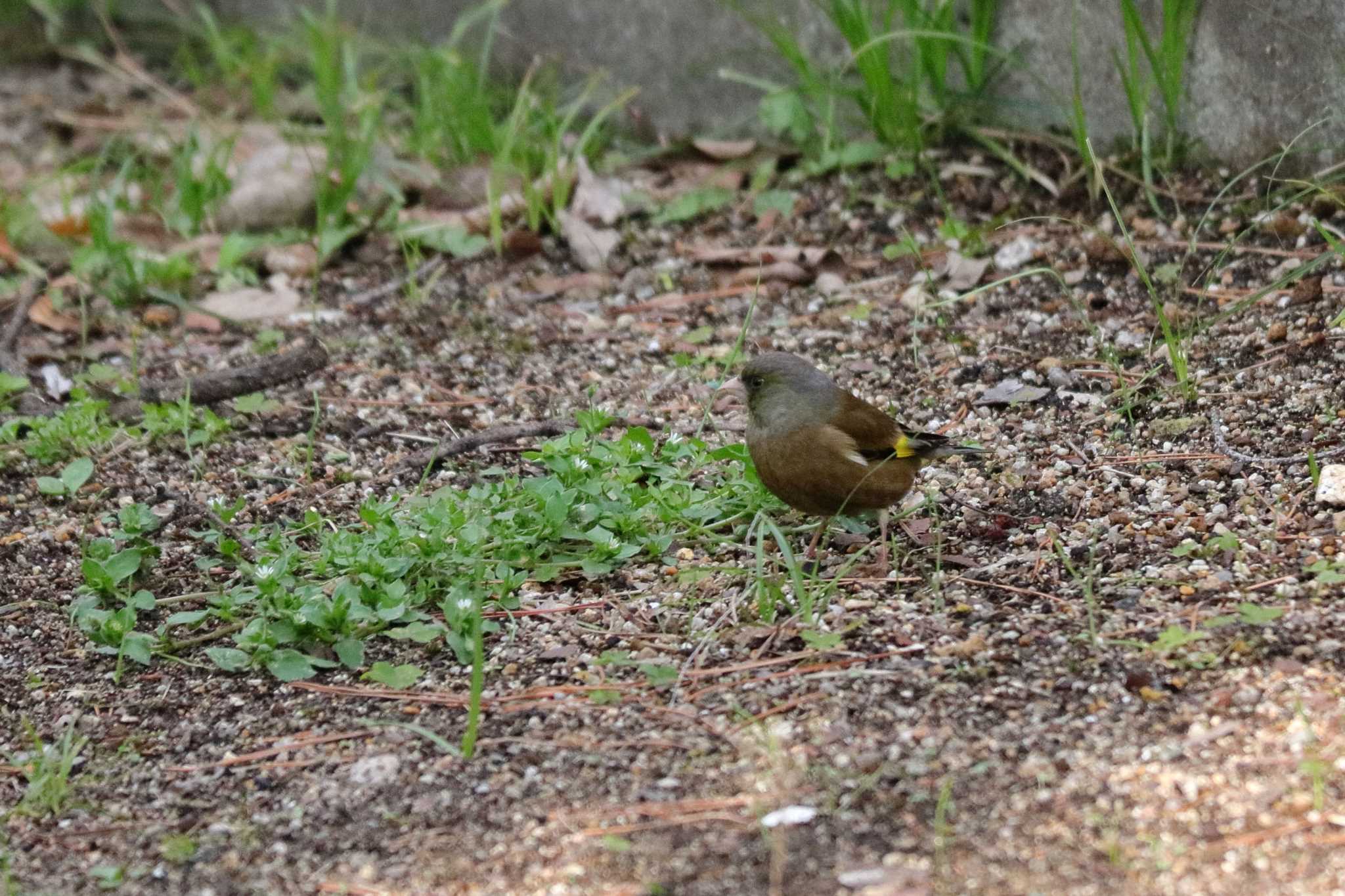 Grey-capped Greenfinch