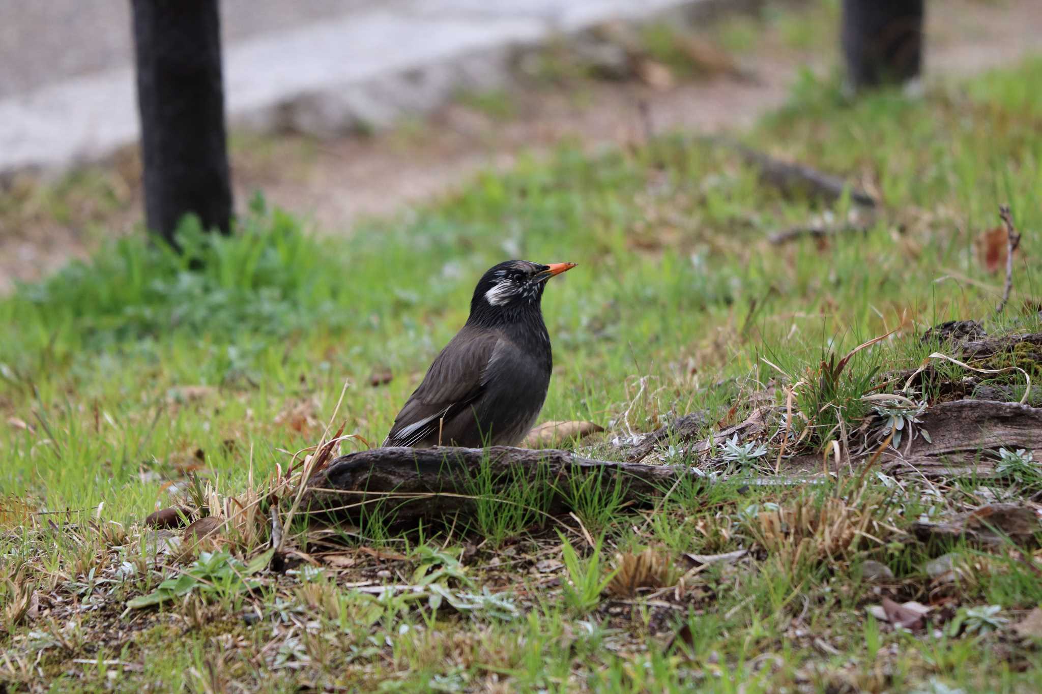 White-cheeked Starling