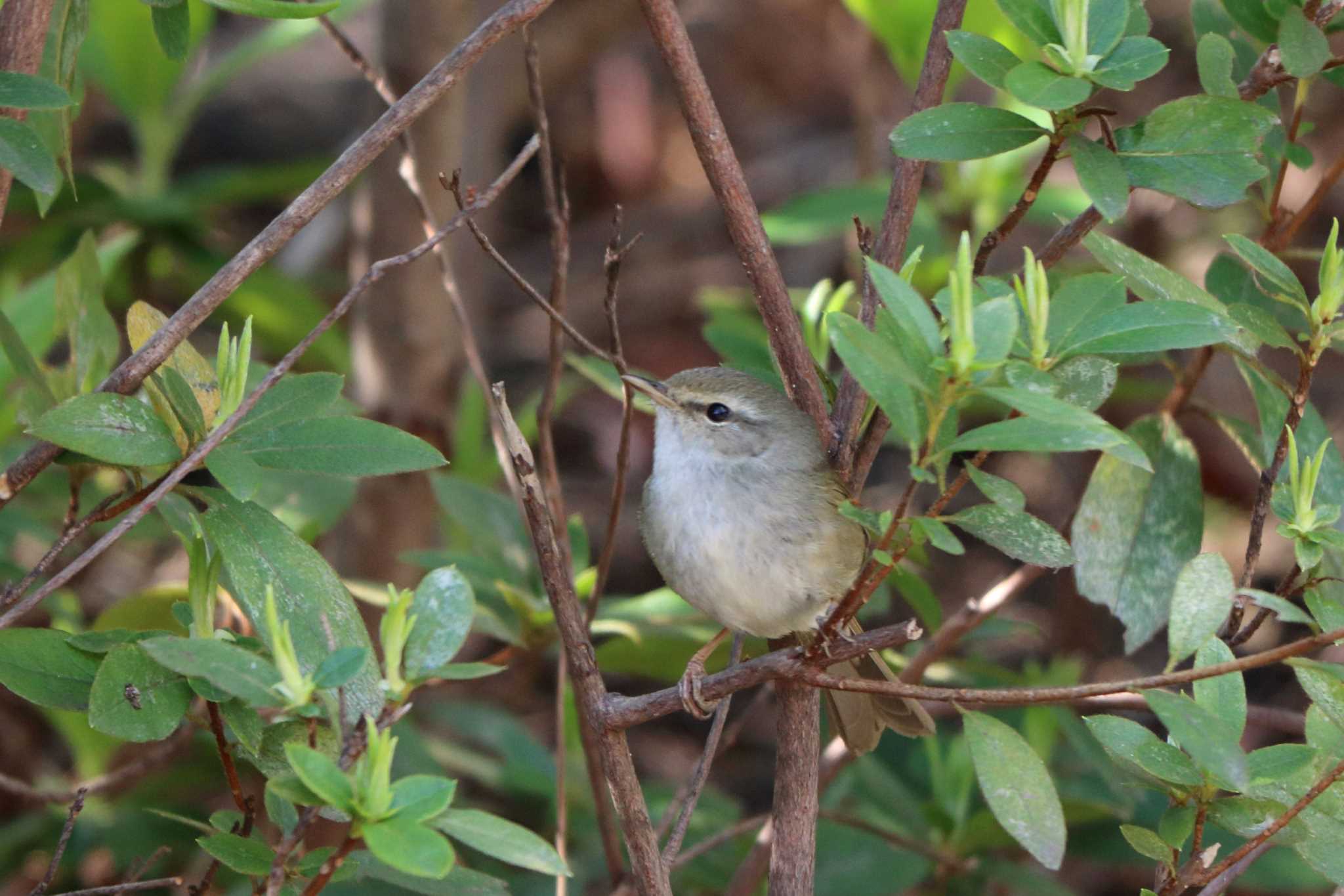 Japanese Bush Warbler