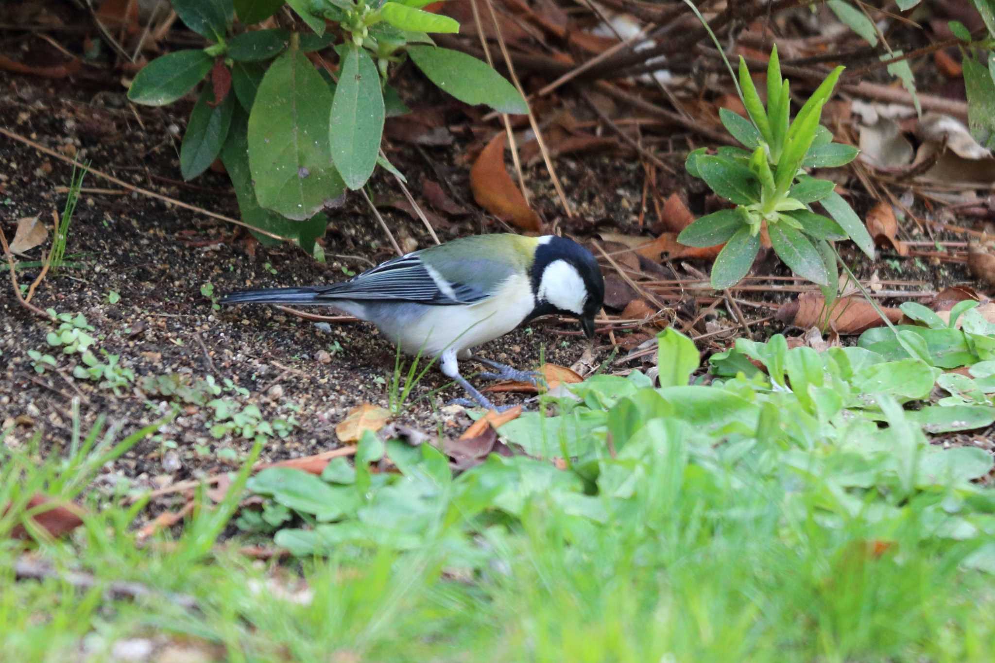 Japanese Tit