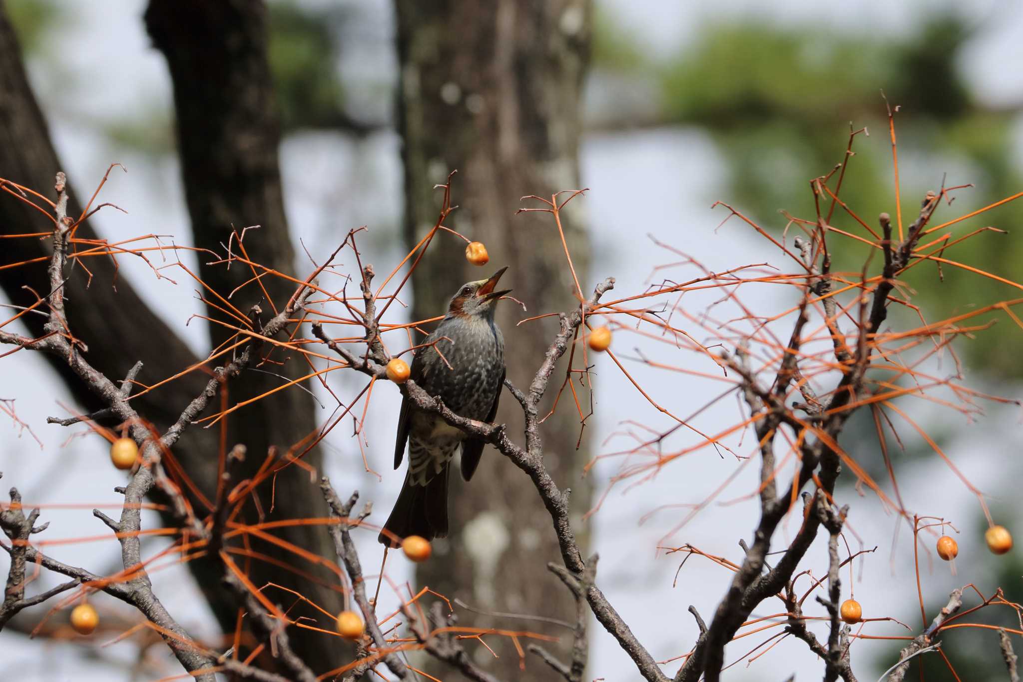 Brown-eared Bulbul