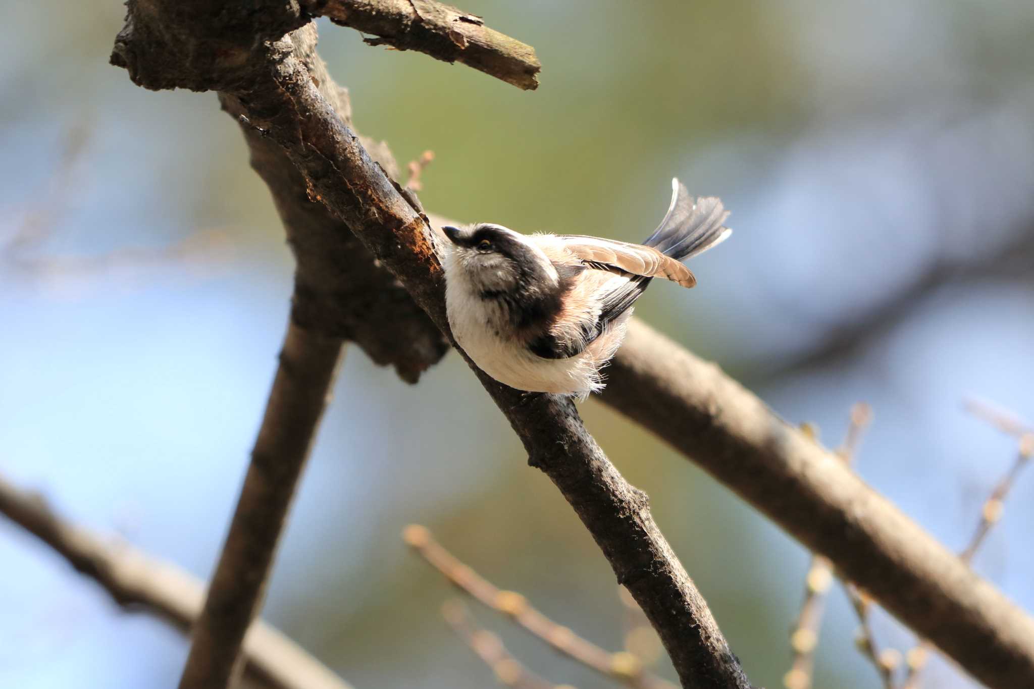 Long-tailed Tit