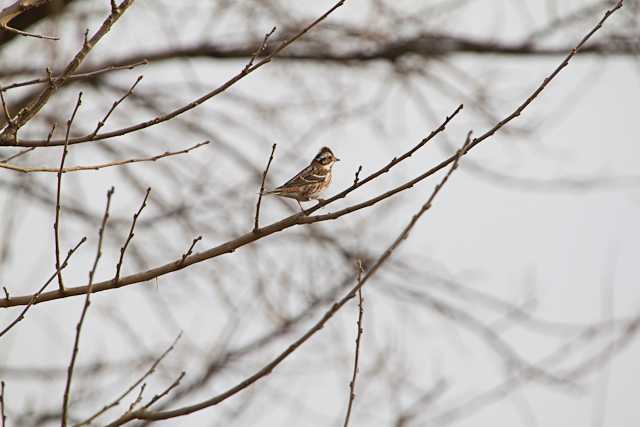 Rustic Bunting