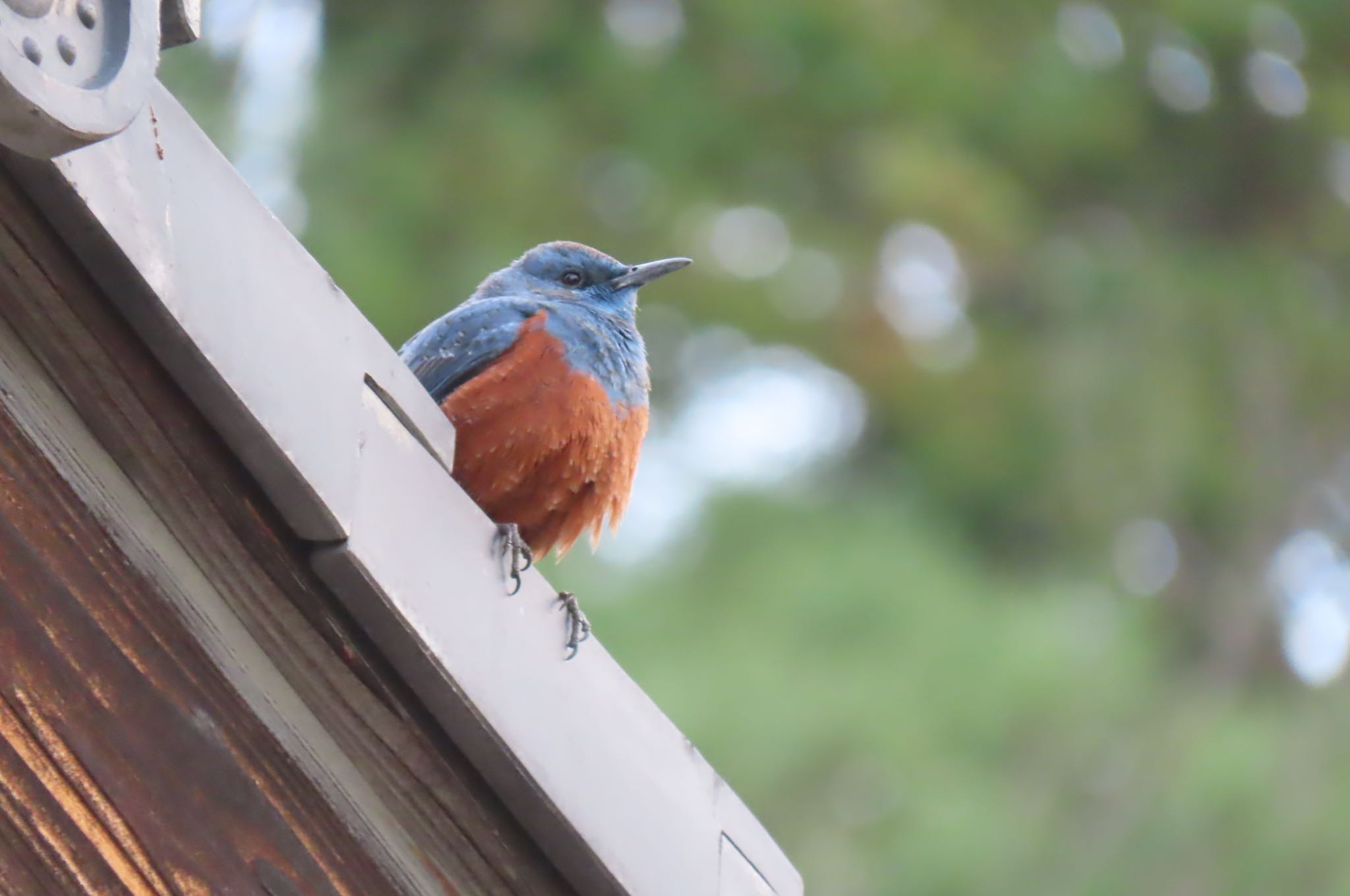 Photo of Blue Rock Thrush at Matsue Castle by ちゅーりき