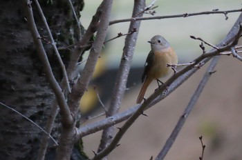 Daurian Redstart 姫路城 Sat, 3/7/2020