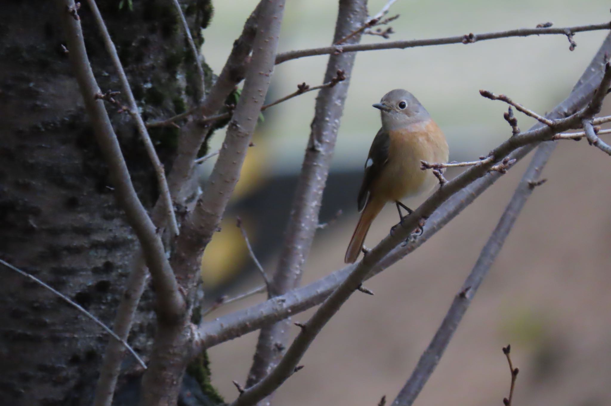 Photo of Daurian Redstart at 姫路城 by ちゅーりき