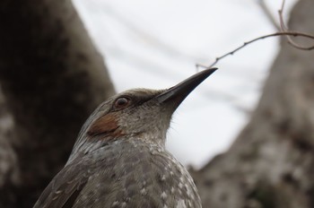 Brown-eared Bulbul 姫路城 Sat, 3/7/2020