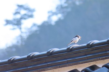 Wagtail Takeda Castle Sat, 3/7/2020