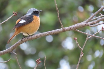 Daurian Redstart 姫路城 Sat, 3/7/2020