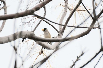 Japanese Grosbeak 関西一円 Fri, 11/1/2019