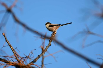 Long-tailed Tit 関西一円 Fri, 11/1/2019