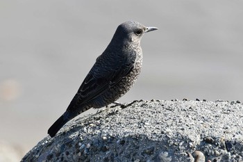 Blue Rock Thrush 甲子園浜(兵庫県西宮市) Thu, 3/12/2020