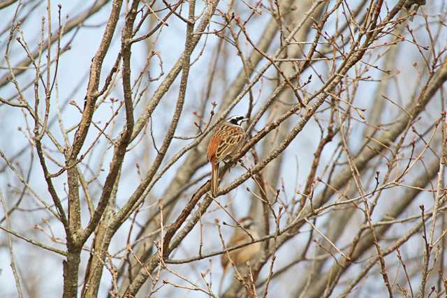 Meadow Bunting