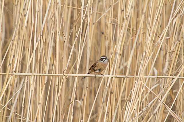 Meadow Bunting