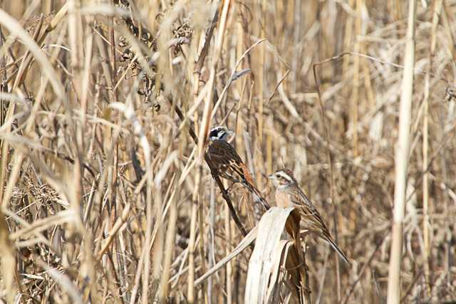 Meadow Bunting