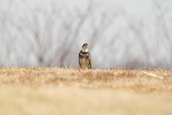 Dusky Thrush Watarase Yusuichi (Wetland) Sat, 2/13/2016