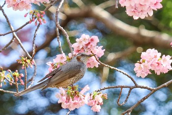 ヒヨドリ 新宿御苑 2020年3月15日(日)