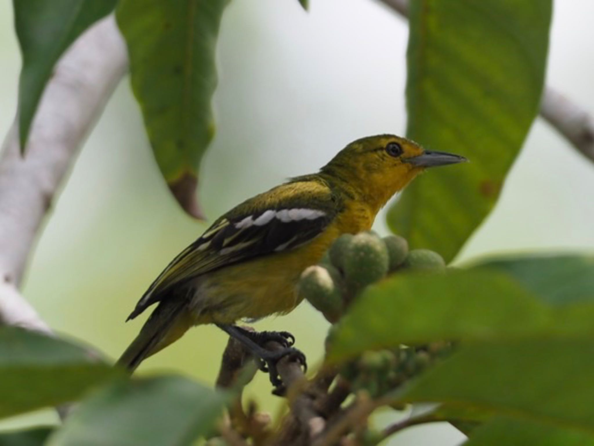 Photo of Common Iora at Singapore Botanic Gardens by T K