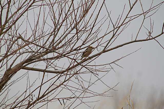 Hawfinch