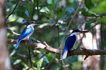 2020年3月7日(土) ランカウィ島の野鳥観察記録