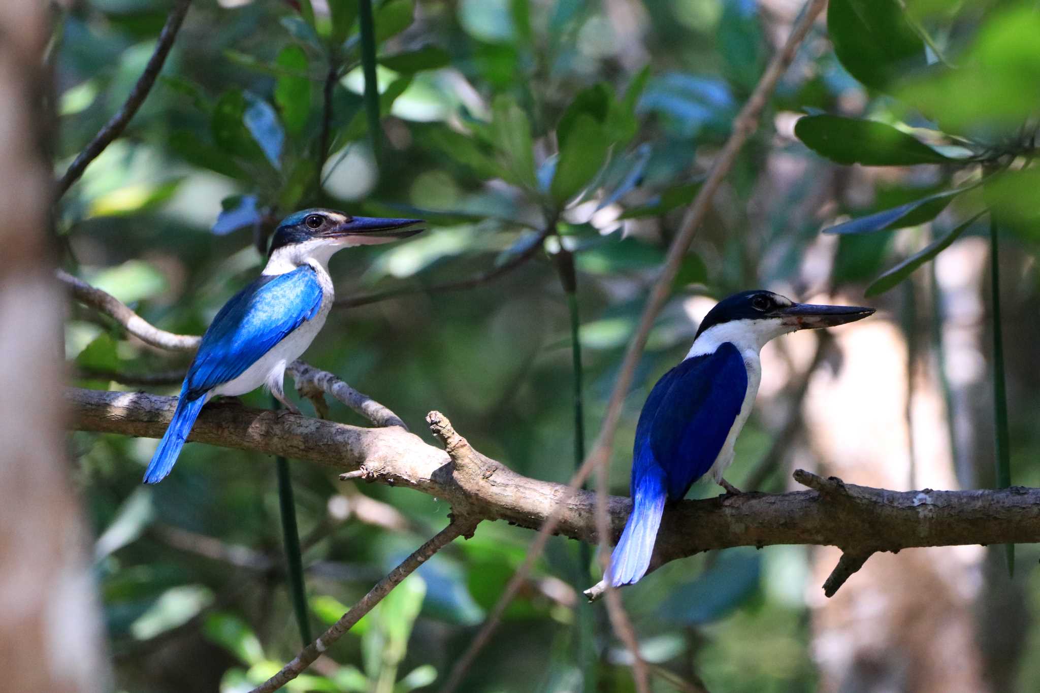 Collared Kingfisher