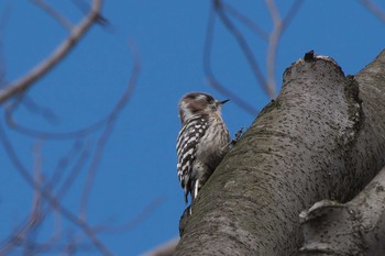 Japanese Pygmy Woodpecker Showa Kinen Park Sun, 3/15/2020