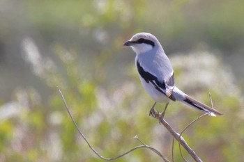 Chinese Grey Shrike さいたま市 Sun, 3/15/2020