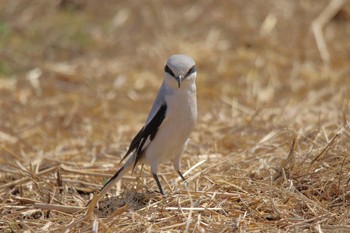 Chinese Grey Shrike さいたま市 Sun, 3/15/2020