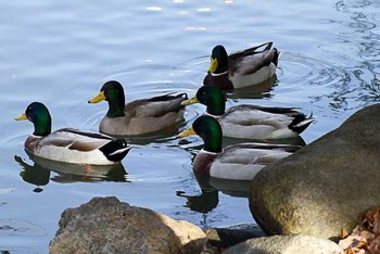 マガモ じゅん菜公園　里見公園 2016年2月14日(日)