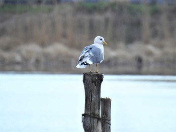 Sat, 3/14/2020 Birding report at Teganuma