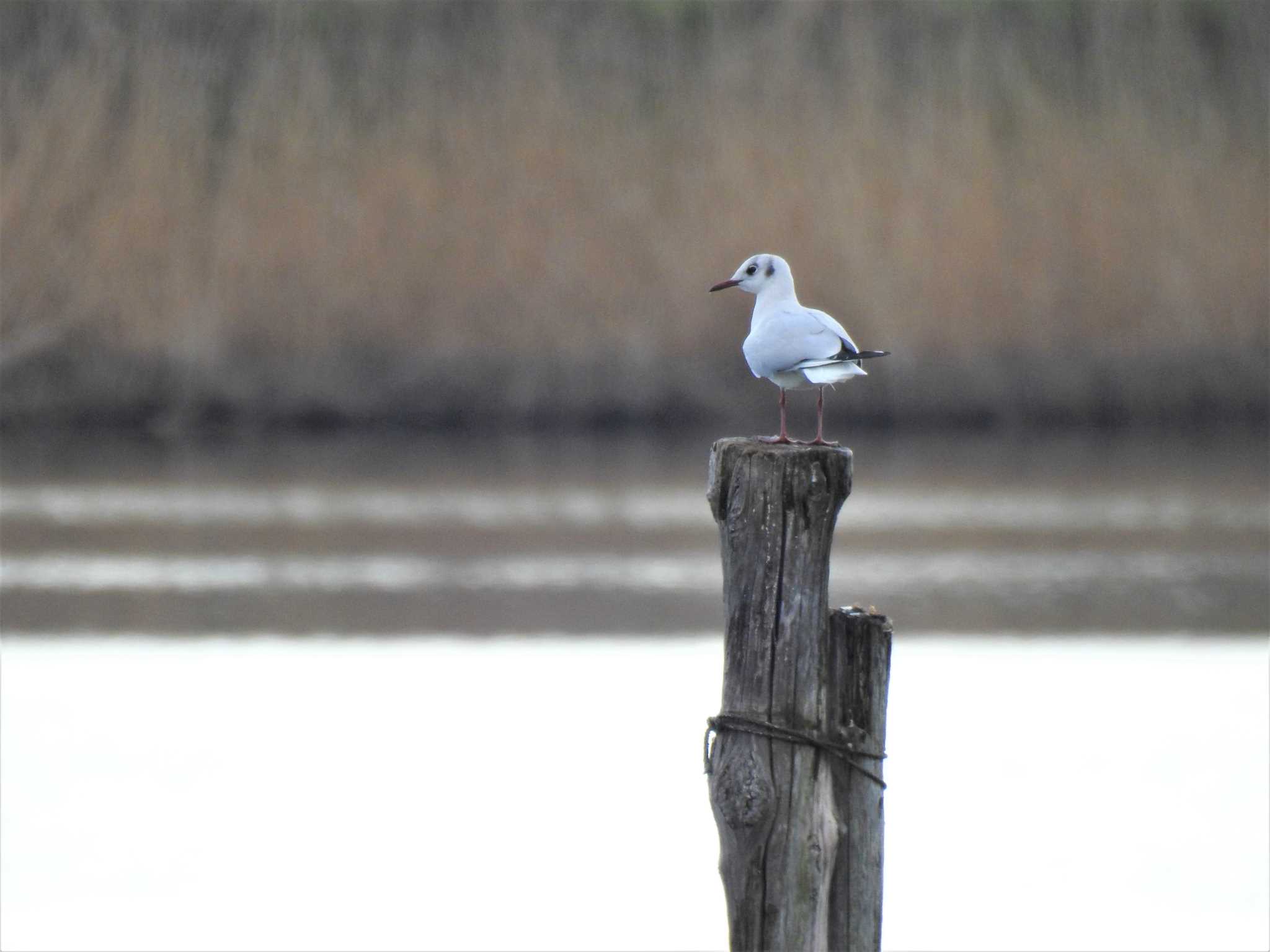 Black-headed Gull